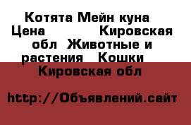 Котята Мейн куна › Цена ­ 8 000 - Кировская обл. Животные и растения » Кошки   . Кировская обл.